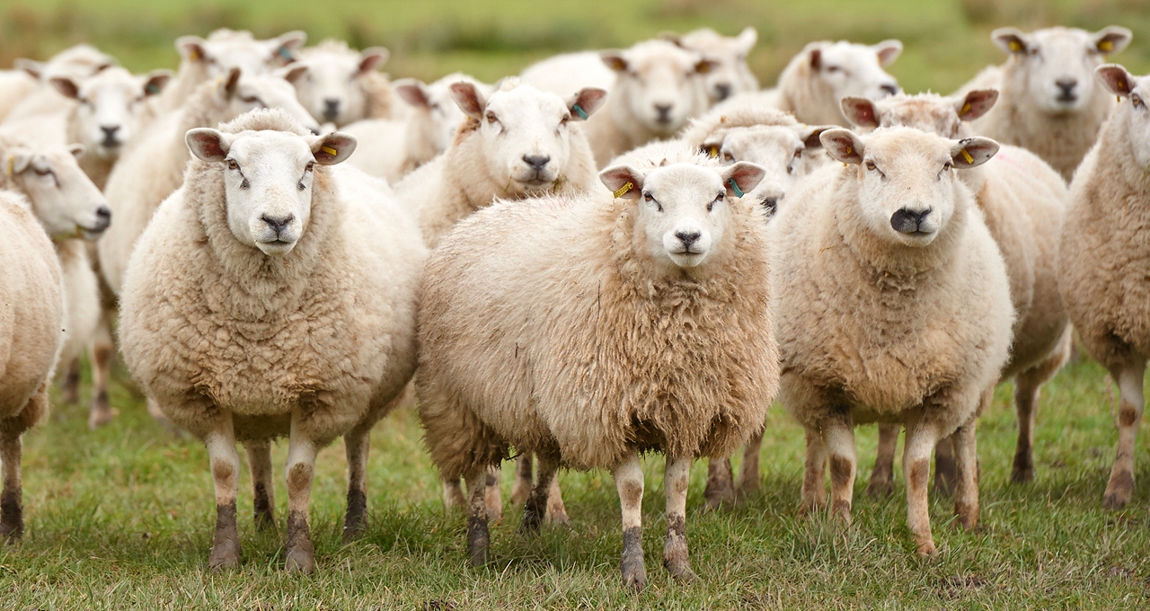 Science – This is why sheep go in circles